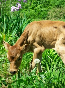 Footstep born five weeks early and coming out into the spring garden