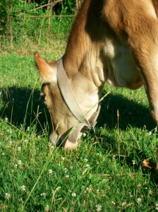Footstep eating spring clovers at one year old