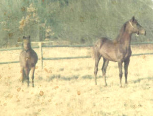 Amity and pony crop 1