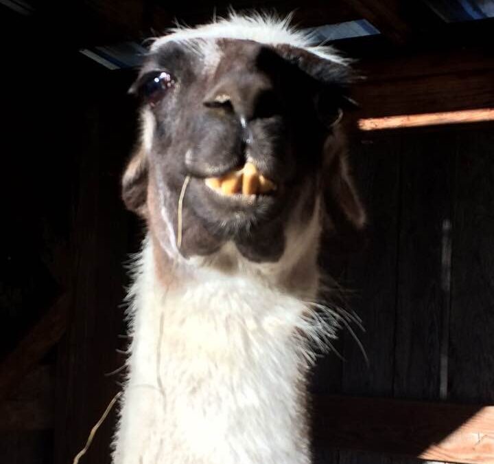 A sick llama is a grouchy llama